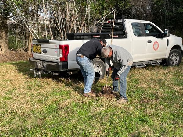 Workers with the city’s Parks and Recreation Department plant an oak tr, one of several trees added at various city parks on Jan. 12. The city said 75 trees were donated as part of a tree giveaway through Moon Valley Nurseries and Scenic Texas. Keep Katy Beautiful board members fostered the remaining trees.